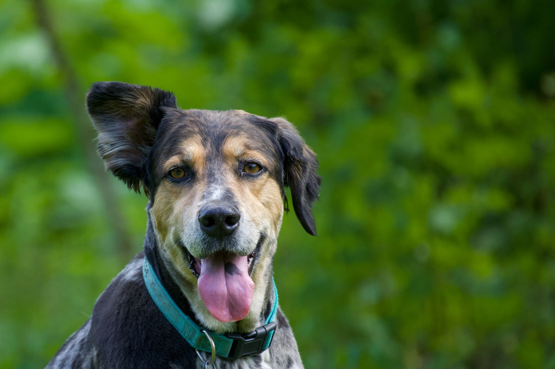 How to Prevent Dog Ear Infections After Swimming