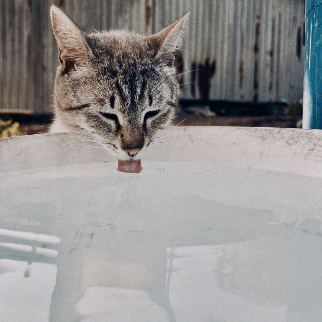Why Your Cat Water Fountain Keeps Stopping in Multi-Cat Homes