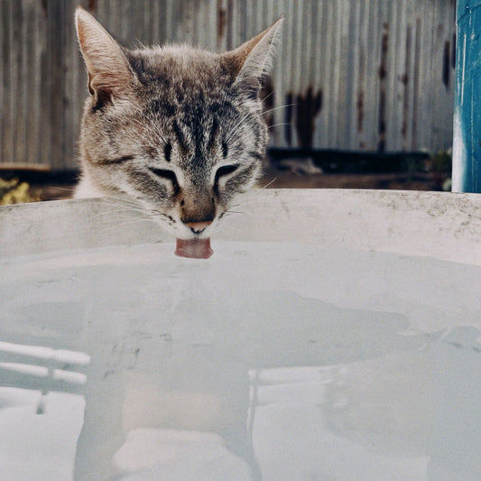 Why Your Cat Water Fountain Keeps Stopping in Multi-Cat Homes