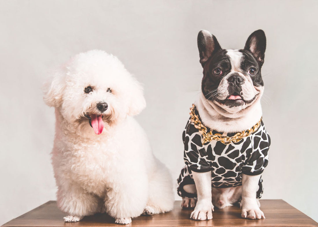 Small Dog Booster Seat vs Harness: Safety for Dogs Under 25 lbs