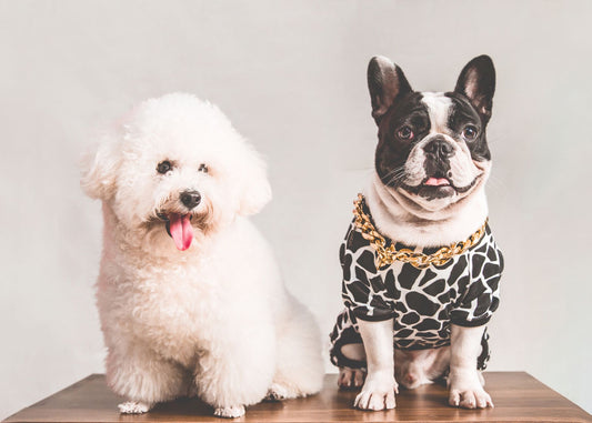 Small Dog Booster Seat vs Harness: Safety for Dogs Under 25 lbs