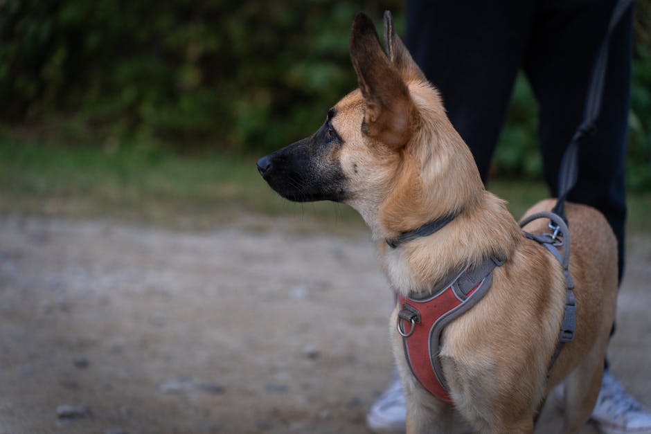 Dog Harness vs Collar: Which Is Safer for Walks?