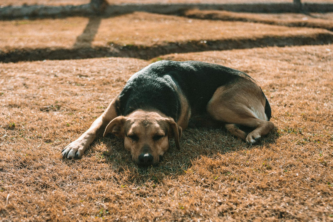 Dog Cooling Vest vs Cooling Mat vs Cooling Collar: Which Works Best?