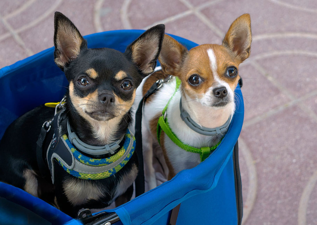 Dog Carrier Leg Holes vs Enclosed: Which Is Safer & More Comfortable?
