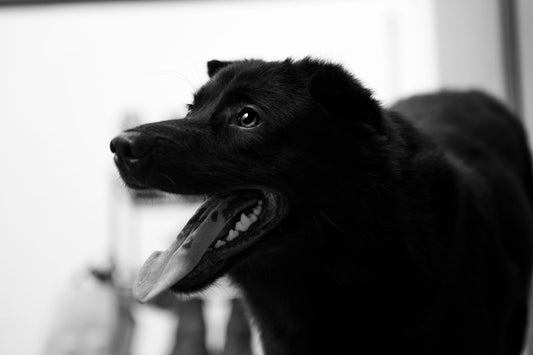 Why Does My Dog Pant at Night? Causes & When to Worry
