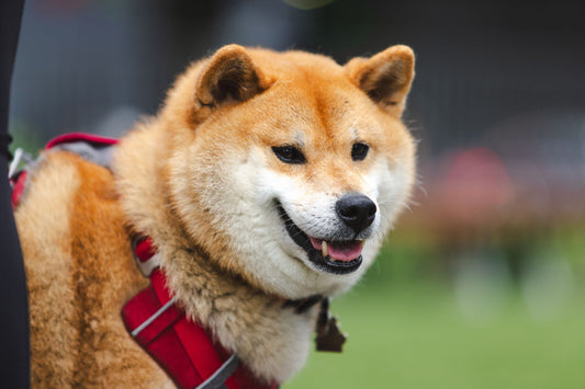 Best Dog Harness for Large Dogs That Pull