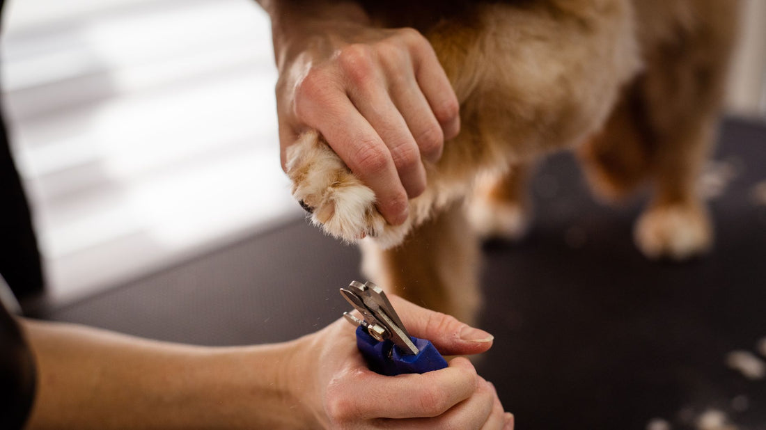 Dog Nail Grinder vs Clippers: Which Is Better for Your Dog?
