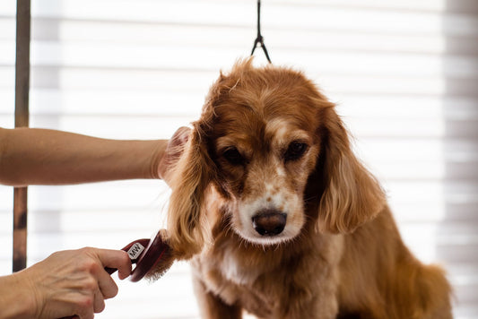 Dog Coat Brushing & Paw Care: Complete At-Home Grooming Routine