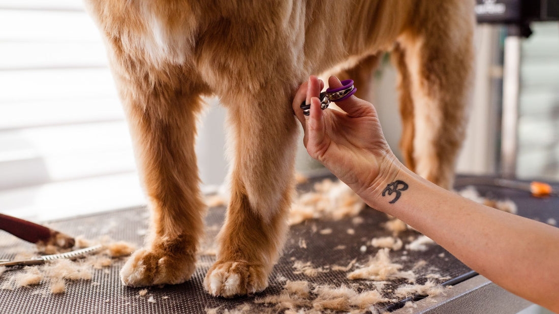 How to Clip Cat Nails Safely: Avoiding the Quick & Using Safety Guards