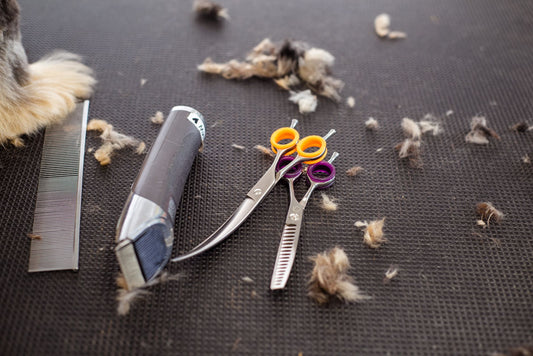 How to Clip Cat Nails with Safety Guard: Avoid the Quick