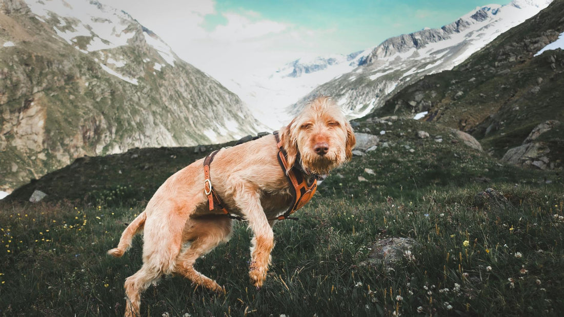 Best Summer Adventure Gear for Active Dogs (Hiking, Beach, Camping)