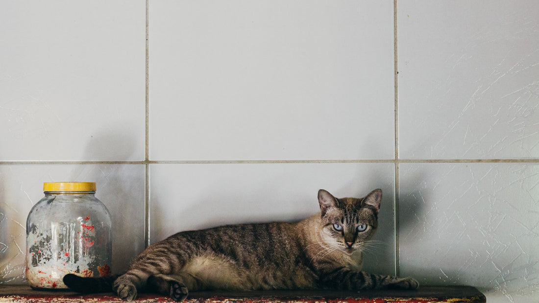 Where to Place a Cat Water Fountain: Multi-Cat & Noise Solutions