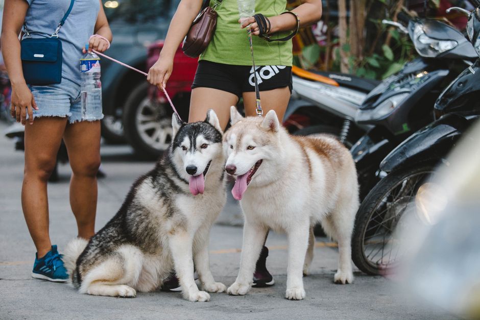 How Long Does a Dog Cooling Vest Stay Cool? (Real-World Guide)