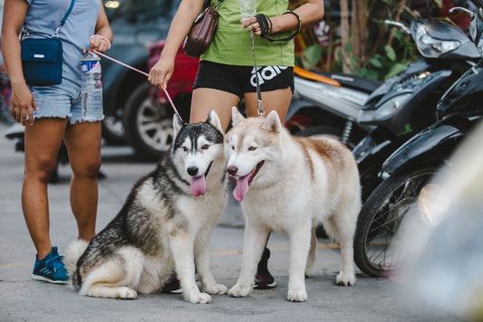 How Long Does a Dog Cooling Vest Stay Cool? (Real-World Guide)
