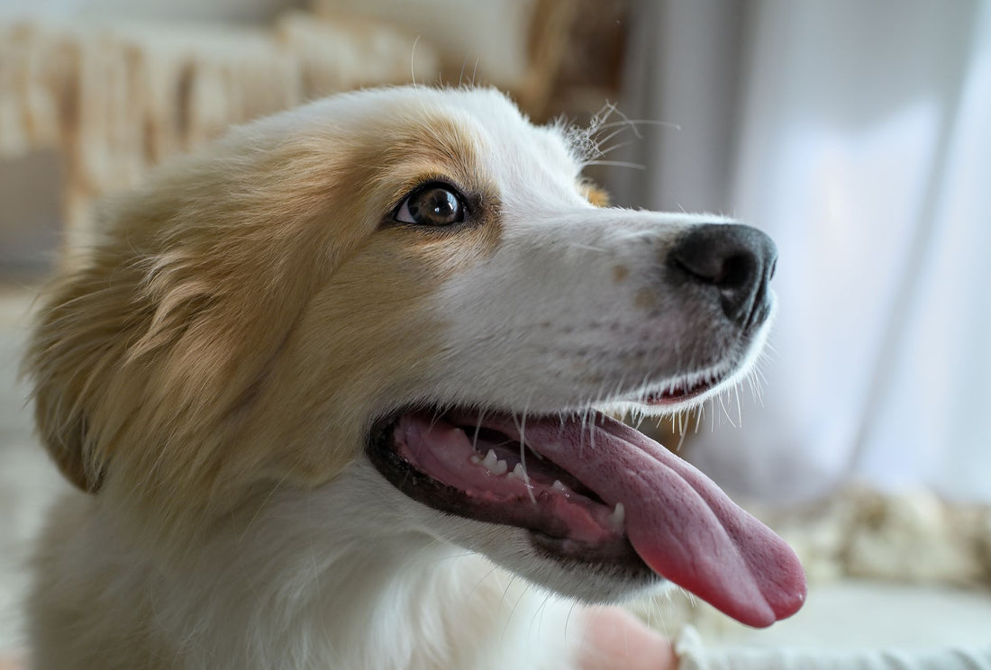 Why Does My Dog Pant Excessively? Heat, Anxiety & Health