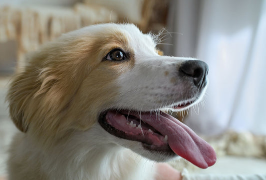 Why Does My Dog Pant Excessively? Heat, Anxiety & Health