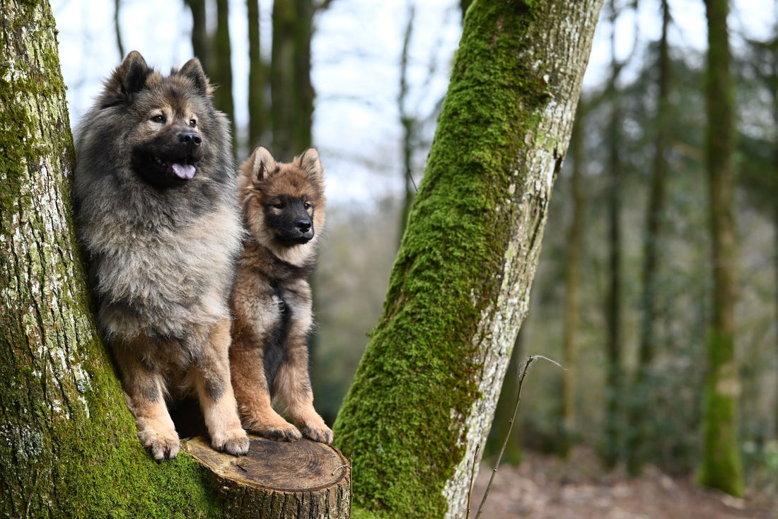 Puppy & Senior Dog Stairs: Joint Support Ramps for Easy Mobility
