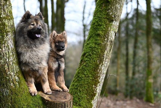 Puppy & Senior Dog Stairs: Joint Support Ramps for Easy Mobility