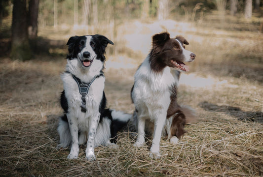 Dog Harness Sizing by Breed: Escape-Proof Fit & Safety Guide