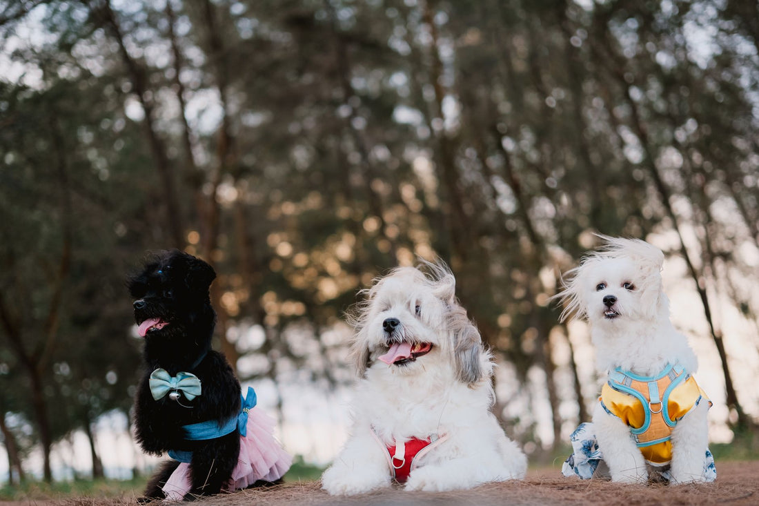 Dog Harness for Pullers: Escape-Proof Fit by Size & Breed