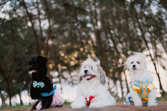 Dog Harness for Pullers: Escape-Proof Fit by Size & Breed