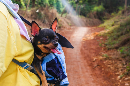 Traveling With a Small Dog: Best Carrier Backpacks and Travel Gear