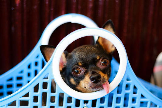 Legs-Out Dog Carrier: Safety, Fit & Comfort for Small Dogs