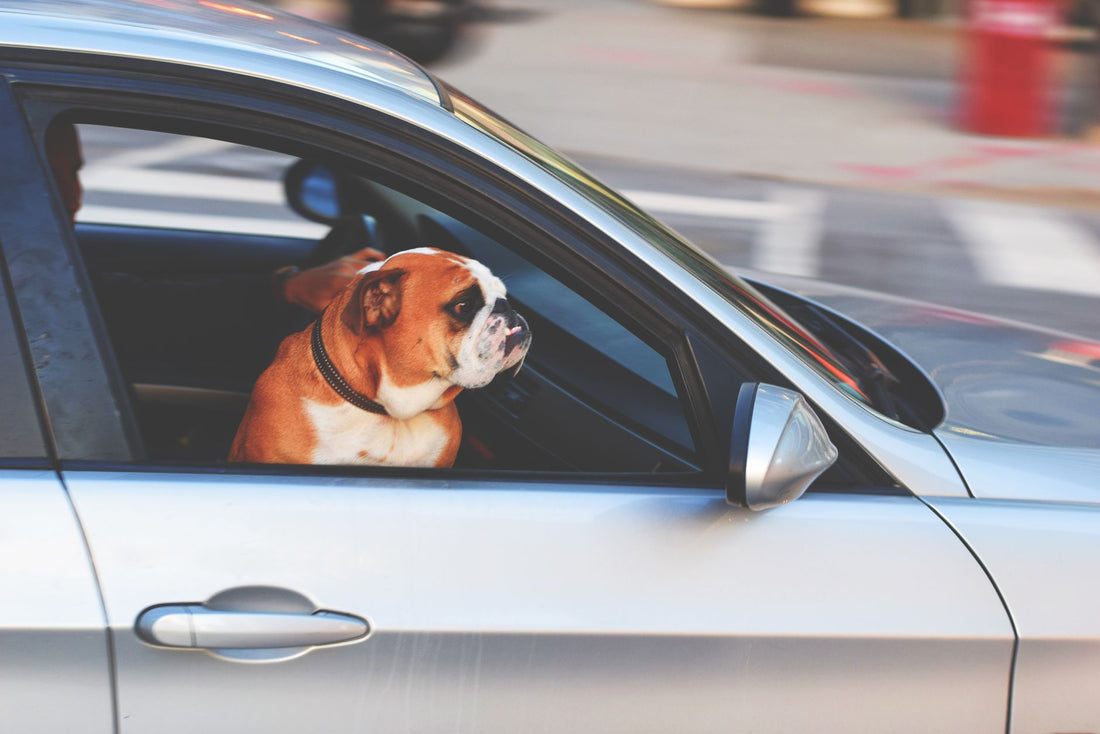 Best Dog Car Seat for Small Dogs Under 25 lbs