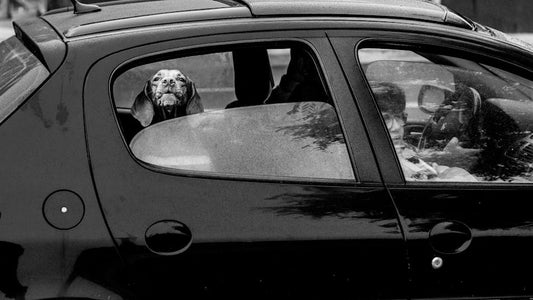 Dog Car Seat vs Seatbelt Harness: Which Is Actually Safer?
