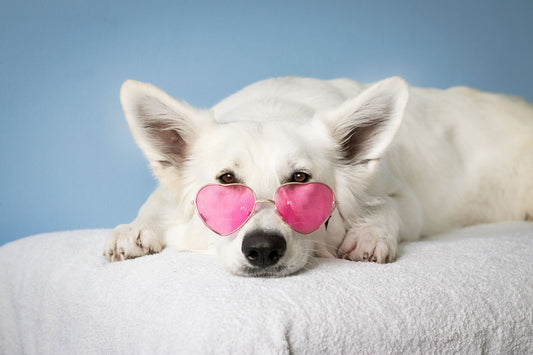 Do Dogs Need Sunglasses? UV Protection for Dogs Explained
