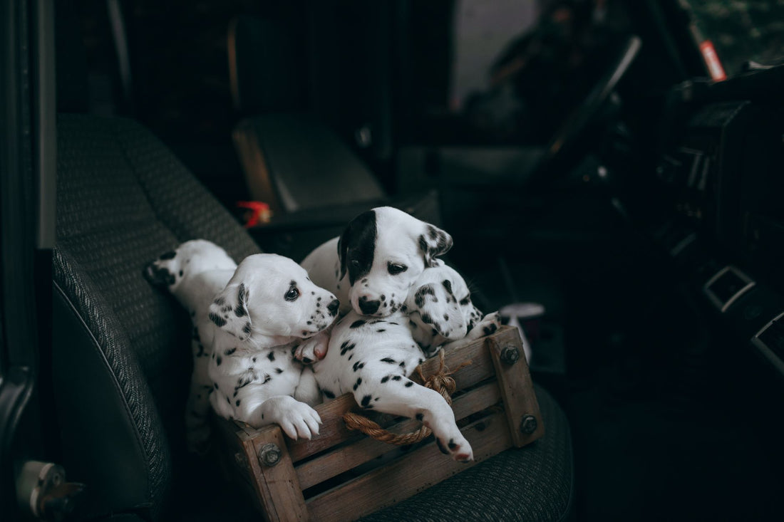 Dog Booster Seat vs Harness: Which Is Safer for Small Dogs?