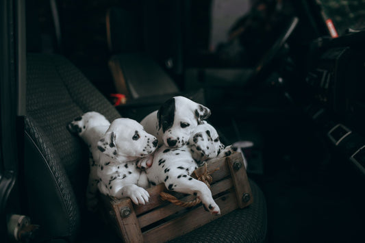 Dog Booster Seat vs Harness: Which Is Safer for Small Dogs?