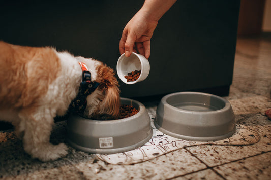 Slow Feeder Dog Bowls: Benefits, How They Work, and Who Needs One
