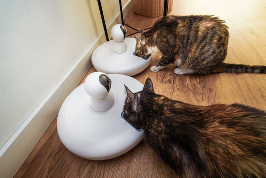 Wi-Fi Automatic Cat Feeders: Are They Worth It? A Complete Buyer's Guide