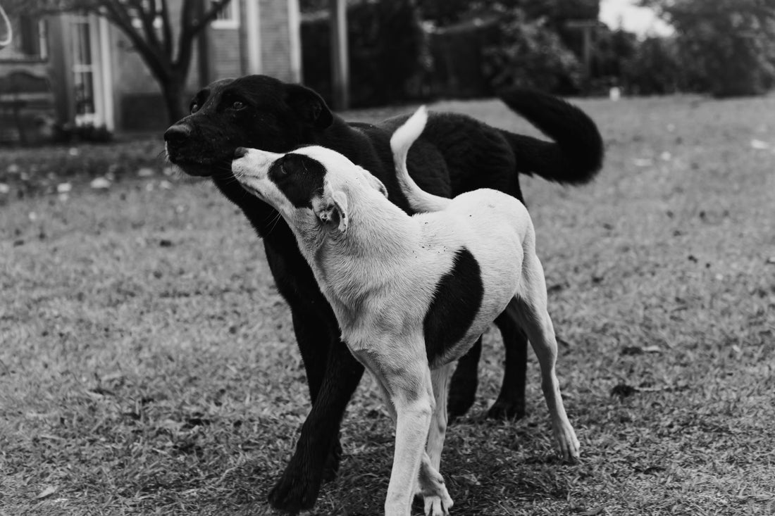 Why Do Dogs Pant Excessively? Heat Stress & Health Guide
