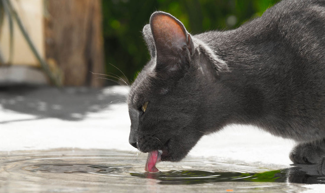 Cat Water Fountain for Multi-Cat Homes: Placement, Noise & Picky Drinkers