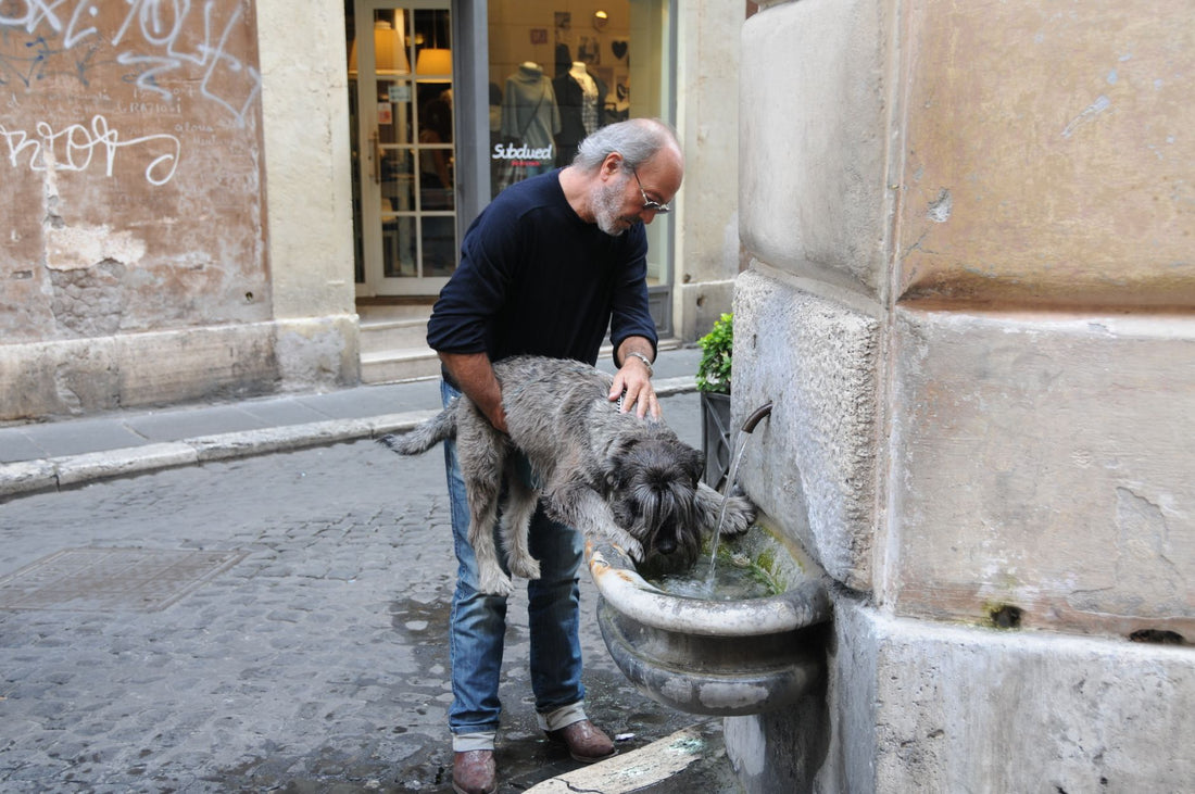 Does a Cat Water Fountain Help Prevent Kidney Disease?
