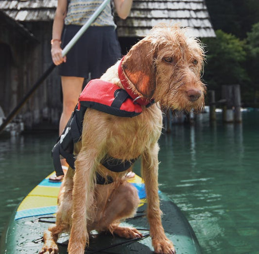 Do Dog Cooling Vests Actually Work? What the Science Says