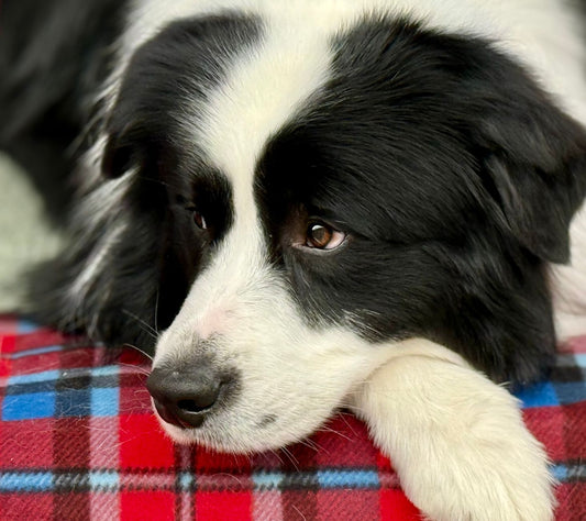 Soft Plaid Dog Collar Sizing and Comfort Guide