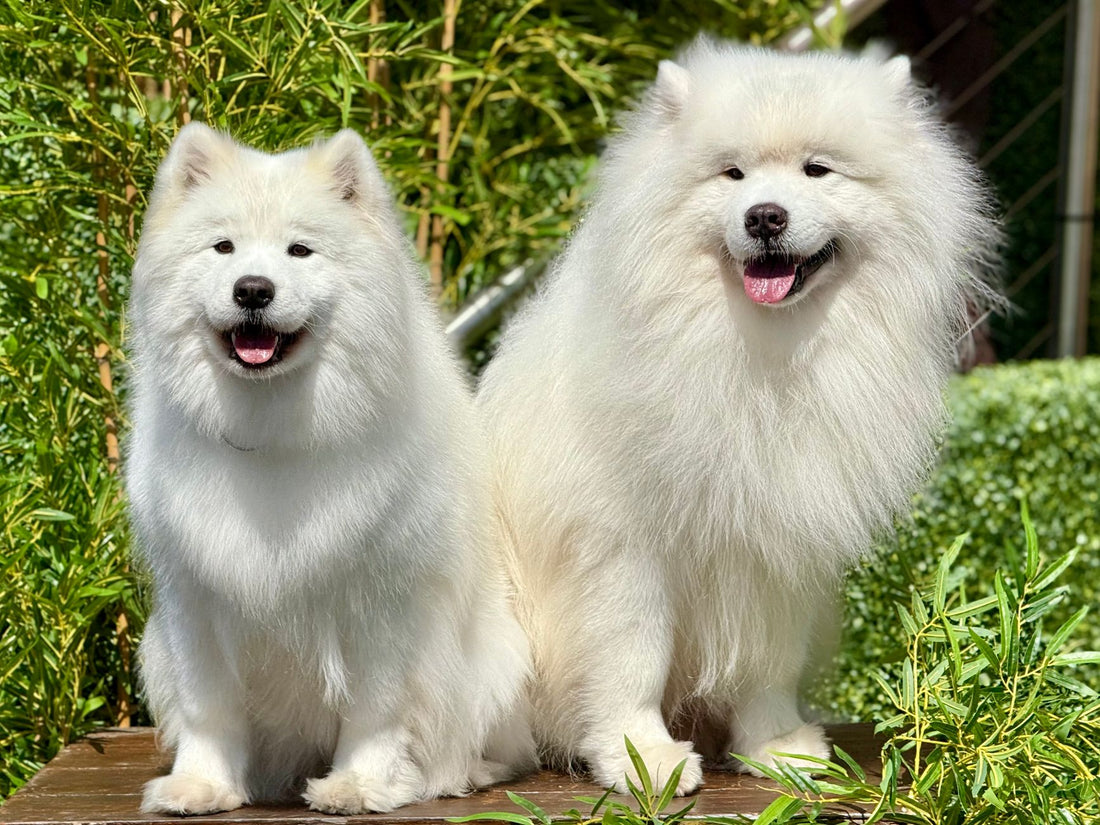 Dog Grooming at Home: The Complete Guide (Nails, Coat & Paws)