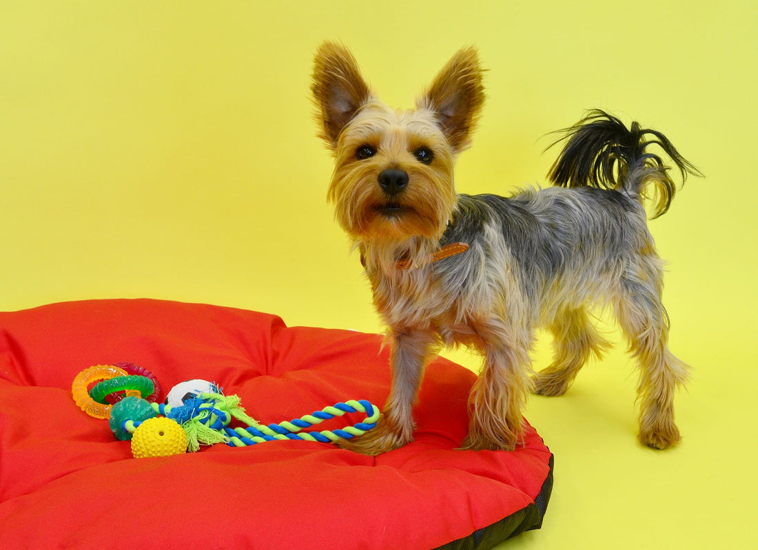 Best Cat Toys for Solo Play: Safe Options to Prevent Boredom & Scratching