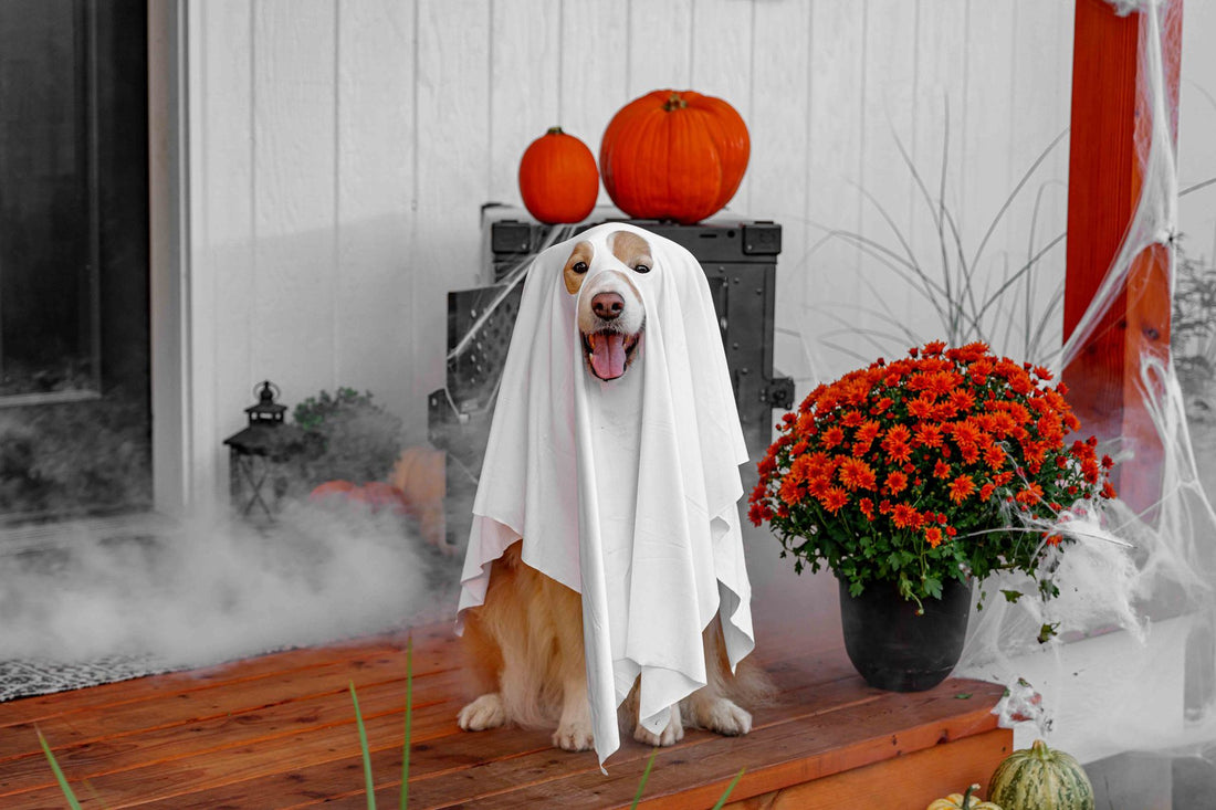 Halloween Pumpkin Dog Bandana Outfit Guide