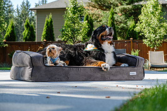 Best Orthopedic Dog Bed for Puppies & Senior Dogs: Joint Support