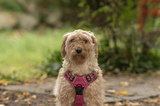 Best Dog Harness for Small Dogs: Fit & Escape Tips