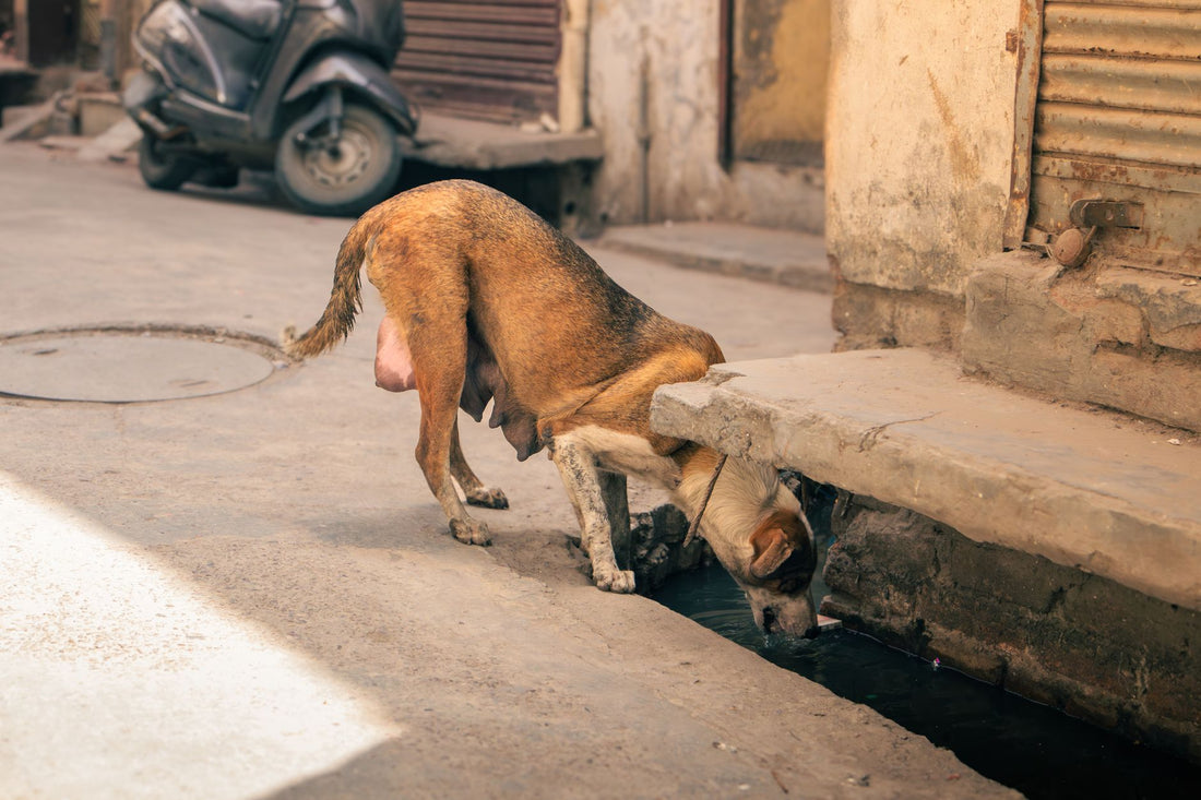 Dog Summer Safety: Preventing Heatstroke, Cooling & Hydration