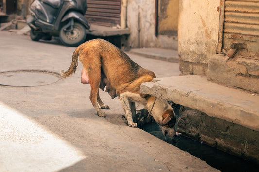 Dog Summer Safety: Preventing Heatstroke, Cooling & Hydration