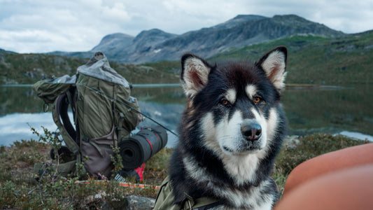 Dog Carrier Backpack with Leg Holes: Comfort, Safety & Fit Guide