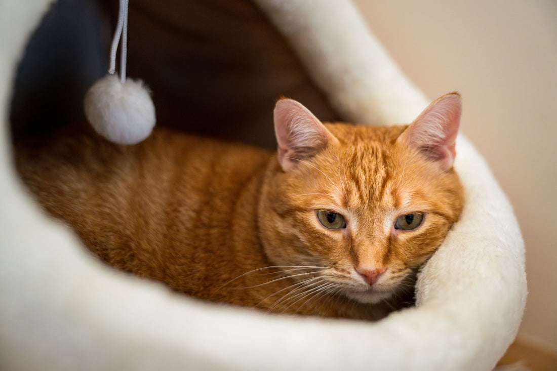 Heated Cat Bed for Garage or Porch: What to Check First