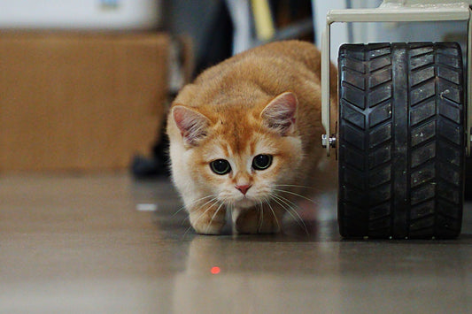 Automatic Laser Cat Toy with Timer: Safe Play & Enrichment Guide