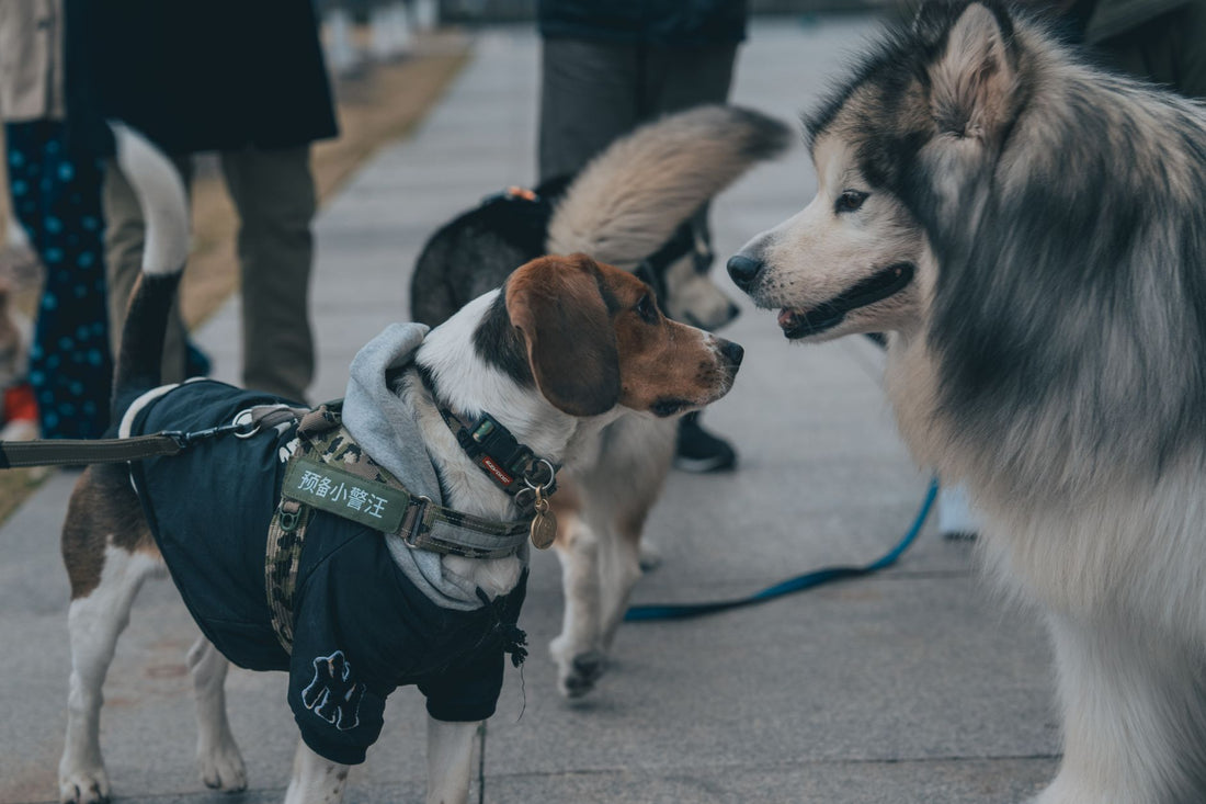 How to Choose Lightweight Summer Bow Collar: Fit, Safety and Daily Use